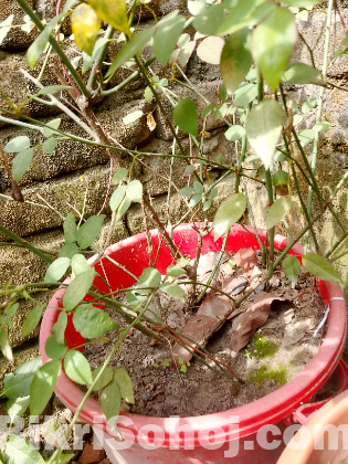 সাদা গোলাপ